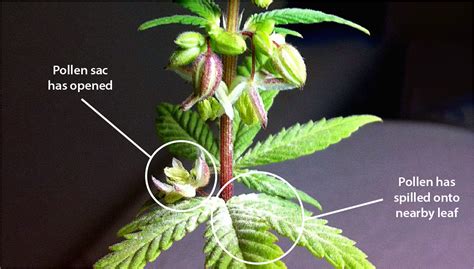how to tell when cannabis plant is flowering growdiaries