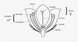 Parts Pollination Clipartkey sketch template