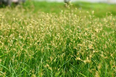 How To Get Rid Of And Kill Nutsedge Nut Grass Nutsedge