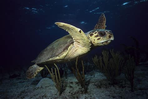 loggerhead sea turtle habitat  geography