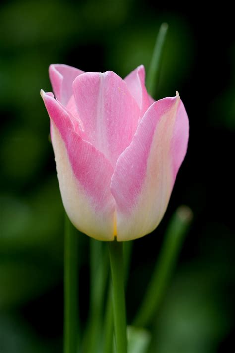 pink tulip flower  stock photo public domain pictures
