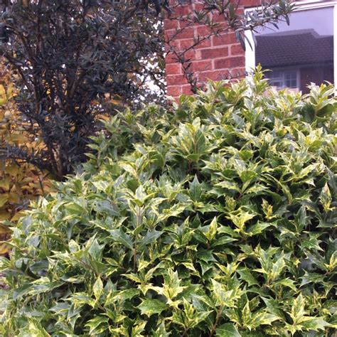 ilex crenata variegated japanese holly variegated  gardentags