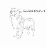 Shepherd Aussie Shepherds Dogbreedslist sketch template