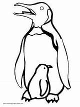 Penguin Coloring Penguins Pages Printable Template Outline Baby Kids Color Animals Drawing Print Cartoon Animal Sheets Chick Book Clipart Cliparts sketch template