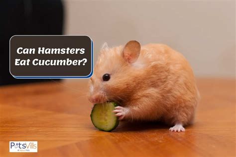 hamsters eat cucumber nutritious treat feeding tips