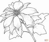 Coloring Pages Poinsettia Flower Christmas Christamas Flowers Sheets Color Printable Cards Drawing Colouring Colors Print Navidad sketch template