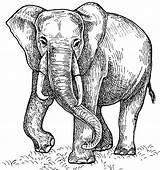 Coloring Pages Elephant sketch template