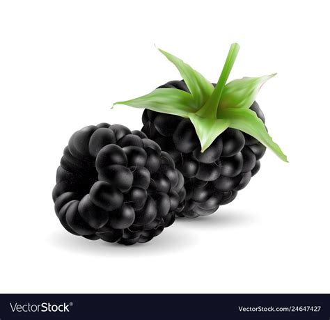 sweet blackberries on transprent background vector image