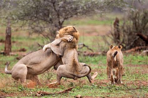 big cat brawl shows what happens when lions having sex are