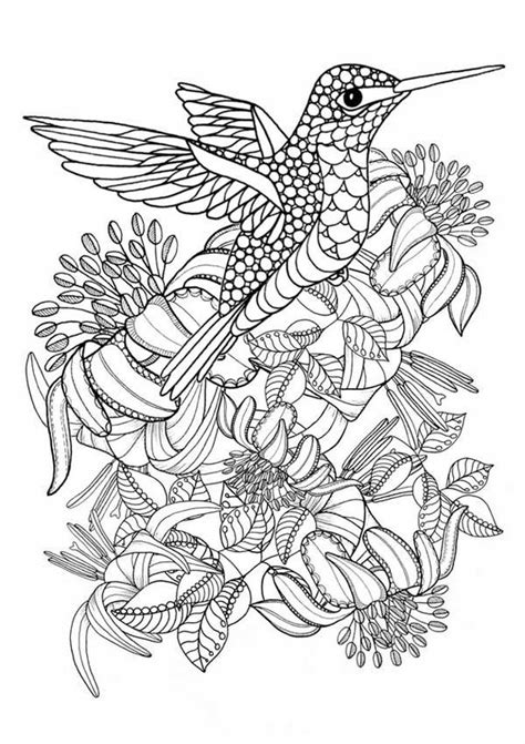 hummingbird printable coloring pages digital