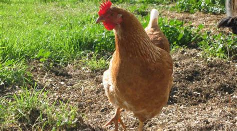 20 Best Egg Laying Chicken Breeds That Will Lay Lots Of Eggs For You