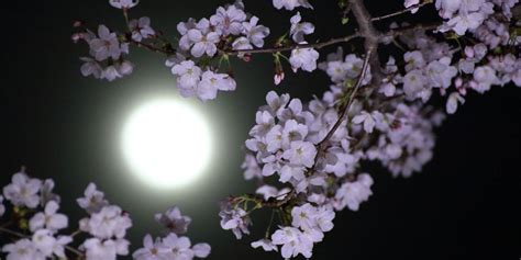 What May S Full Flower Moon In Scorpio Means For Your Zodiac Sign