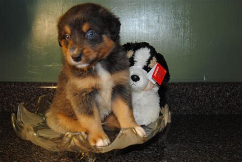 shamrock rose aussies scroll down for available puppies