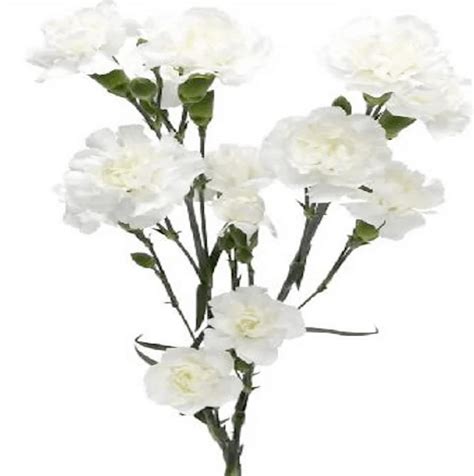 carnation mini white flowersandservices