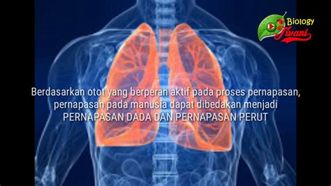 sistem respirasi  manusia youtube