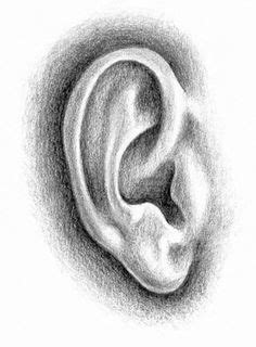 drawing tips  ear  pinterest ears anatomy  character des