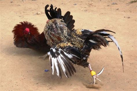 econcientiza peleas de gallos patrimonio de crueldad