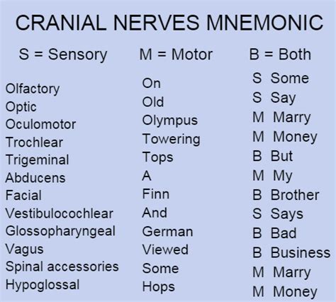 mnemonic   pairs  cranial nerves perfect docs