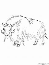 Coloring Ox Musk Getcolorings Pages Muskox sketch template