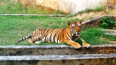 fileludhiana zoo tiger safari jpg wikimedia commons