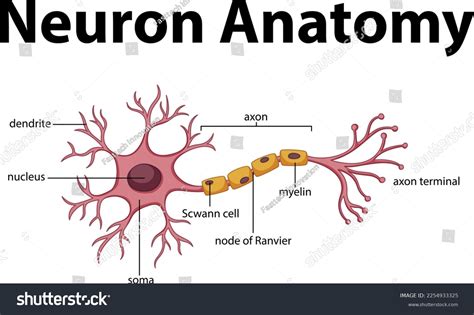 neuron anatomy vector file labelling stock vector royalty   shutterstock