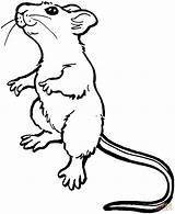 Colorir Rato Ratos Rat sketch template