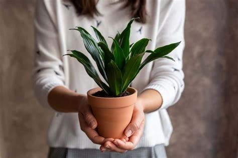 dracaena plant care   grow dracaena indoors  complete guide