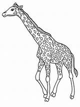 Giraffe Coloring Pages Giraffes Printable Animal Cartoon Kids Realistic Drawing Print Baby Cute Colouring Color Sheets Animals African Sheet Choose sketch template