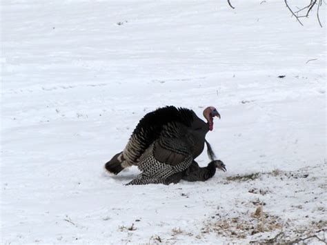 wild turkey sex for all of you folks who ever wanted to se… flickr