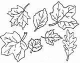 Leaf Outline Printable Coloring Leaves Autumn Pages Popular sketch template