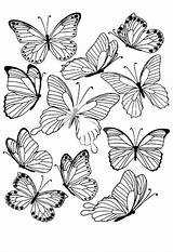 Butterfly Butterflies Papillons Clubtattoo Mania sketch template