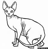 Cat Coloring Sphynx Pages Cats Siamese Outline Line Color Drawing Sphinx Drawings Kitty Colouring Printable 565px 56kb Breed Clipartmag Choose sketch template
