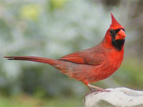 se texas birding wildlife watching  red bird