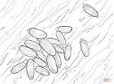 Coloring Pages Razor Template Clam sketch template
