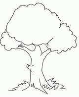 Coloring Tree Pages Printable Kids Oak Big Trees Print Online Bah Popular Coloringhome sketch template
