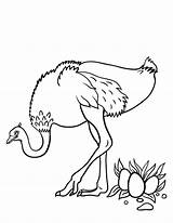 Ostrich Coloring Designlooter sketch template