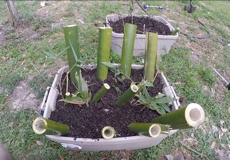 grow propagate dendrocalamus validus  bamboo culm cuttings bamboo propagation