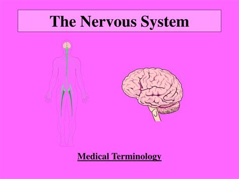 ppt the nervous system powerpoint presentation free