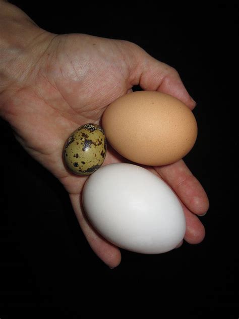 Intoduction To Keeping Quail Quail Eggs And Health