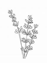 Lavender Drawing Flower Coloring Pages Simple Cartoon Color Drawings Getcolorings Colorings Colouring Watercolor Getdrawings Paintingvalley Plant sketch template