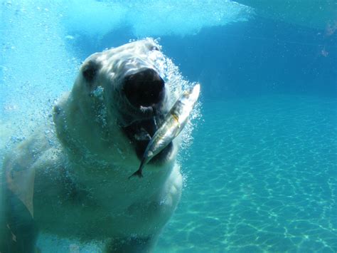 Kostenlose Foto Meer Natur Weiß Bär Unterwasser