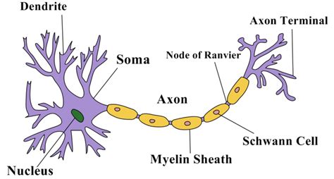 structure   neuron owlcation