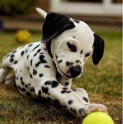 soo cute  images cute animals dalmatian puppy baby dogs