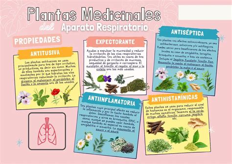 plantas medicinales aparato respiratorio udocz