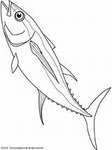 Tuna Drawing Coloring Fish Mahi Line Drawings Pages Colouring Yellowfin Google Getdrawings Search Template Kids Choose Board 720px 46kb sketch template