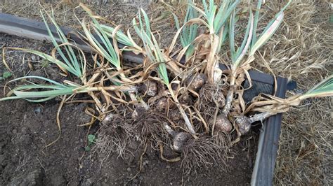 plant organic garlic marys heirloom seeds