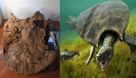 biggest turtle   lived   foot shell  horns geology