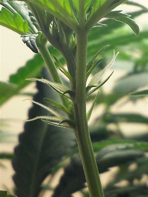 how to tell sex of cannabis plants with pictures grow weed easy