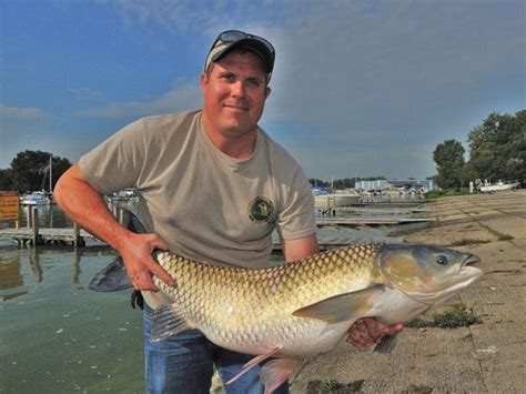evidence of invasive grass carp signals threat to lake erie
