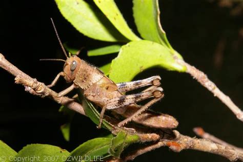 Hedge Grasshopper Valanga Irregularis